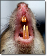 rat teeth