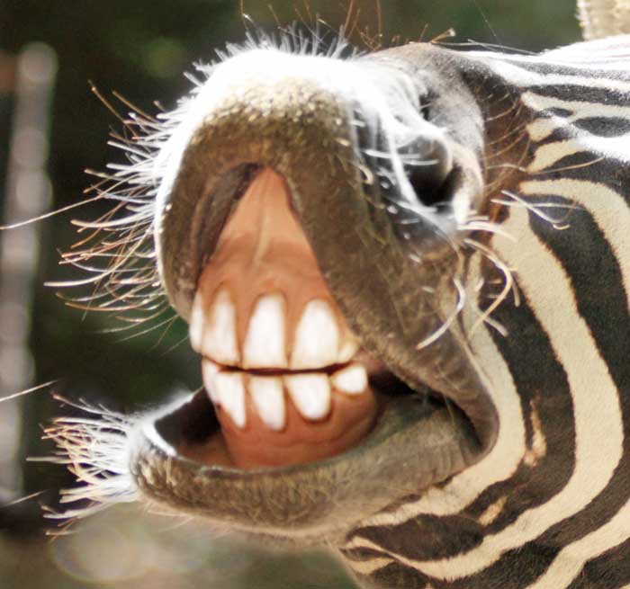Smiling Animals With Human Teeth